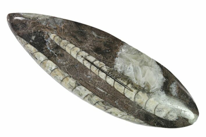 Polished Fossil Orthoceras (Cephalopod) - Morocco #138332